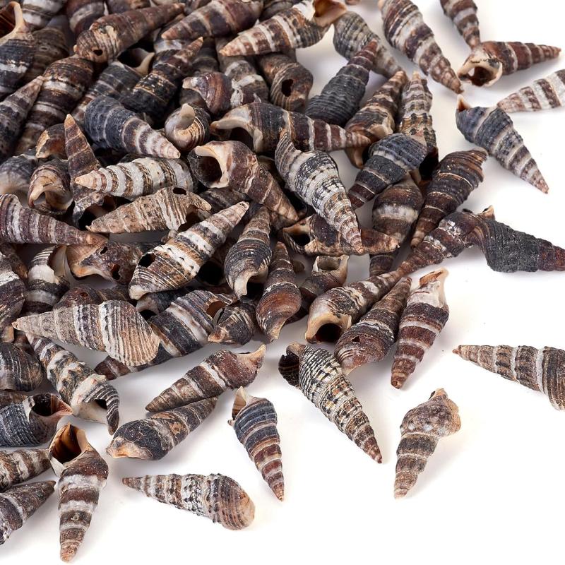 أصداف بحرية طبيعية سوداء للأعمال اليدوية